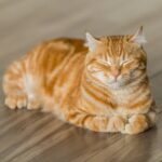 猫の画像